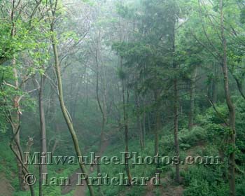 Photograph of Green Trees and Runner from www.MilwaukeePhotos.com (C )Ian Pritchard